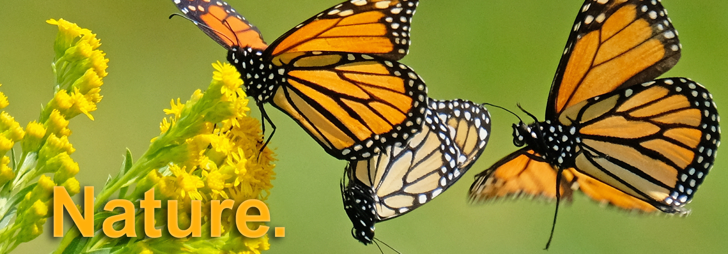 Beauty on the Wing: Life Story of the Monarch Butterfly